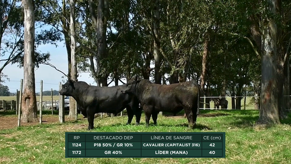 Lote RP - 1124 - 1172