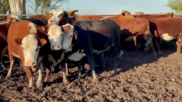 Lote 21 Vacas medio uso C/ gtia de preñez