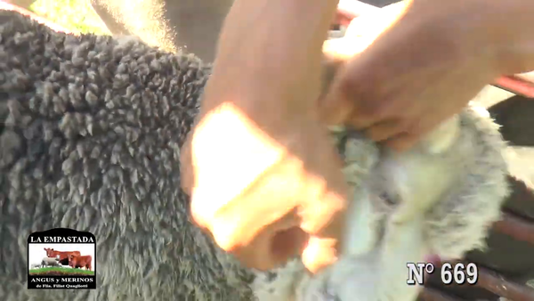 Lote CARNEROS MERINO AUSTRALIANO
