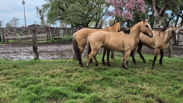 Lote 3 Montados