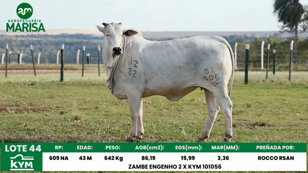 Lote Lote 44