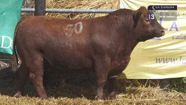 50 40208C* — TOROS ANGUS PURO CONTROLADO