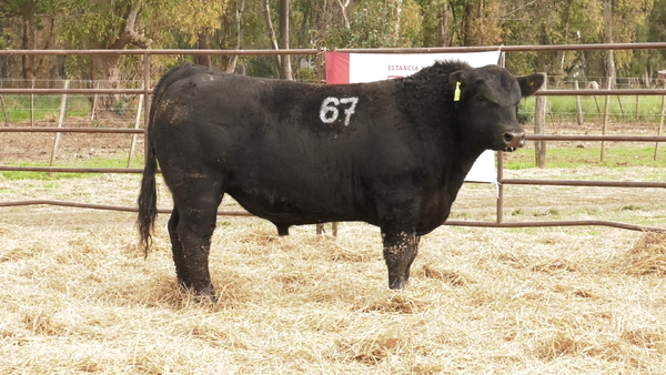 Lote TOROS ANGUS NEGROS  PC