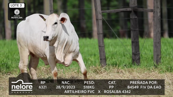 Lote LOTE 3