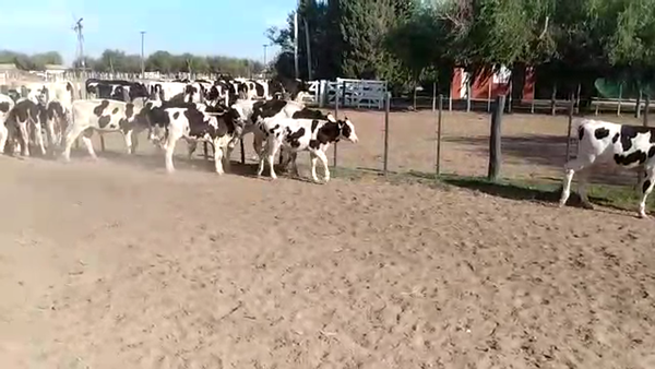 Lote 30 Terneros en Lobos, Buenos Aires