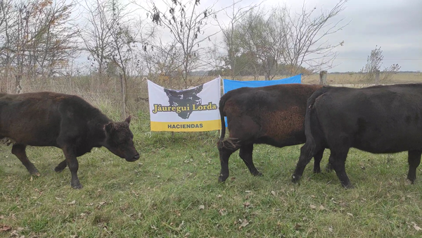Lote 30 Vacas C/ gtia de preñez en Brandsen, Buenos Aires