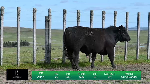Lote TOROS LA CARMELITA