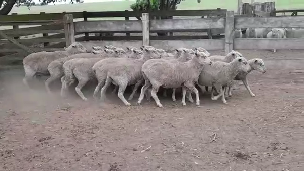 Lote (Vendido)23 Ovejas 55kg -  en AGRACIADA