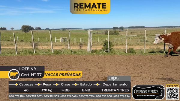 Lote 40 Vacas preñadas en Cuchilla de Dionisio,  15 km de Treinta y Tres