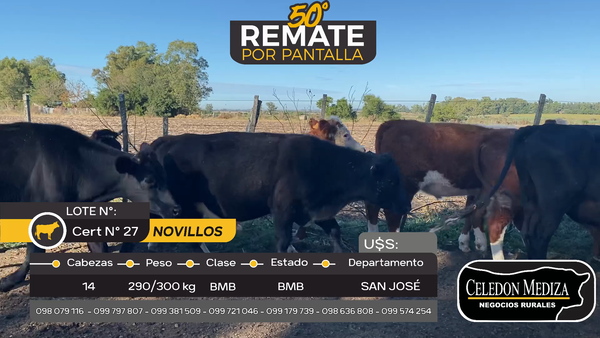 Lote 14 Novillos en San José , San José