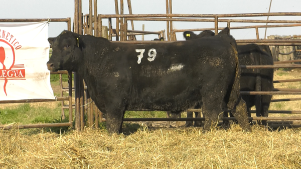 Lote TOROS ANGUS NEGROS  PC