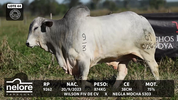 Lote LOTE 44