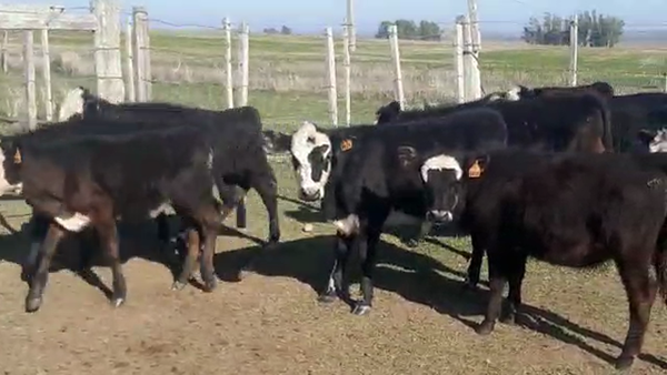 Lote 19 Terneros cruza Angus destetados