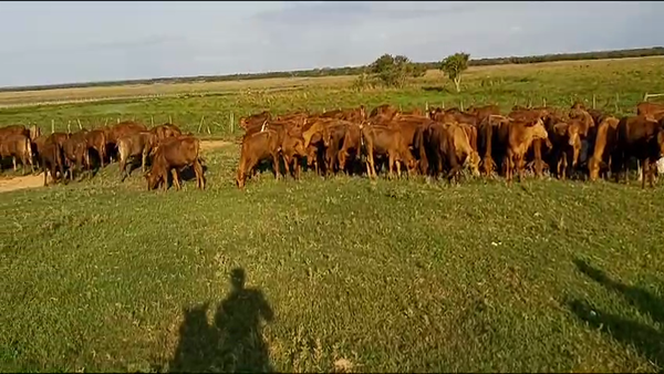 Lote 120 Terneras en Santo Tomé, Corrientes