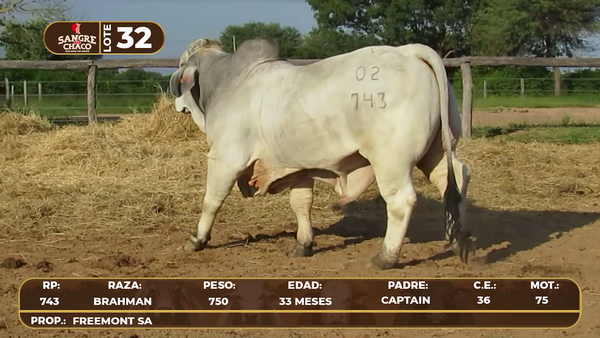 Lote Lote 32