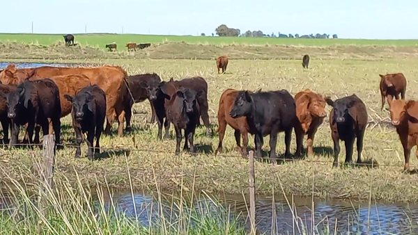 Lote 55 Terneros/as en Daireaux