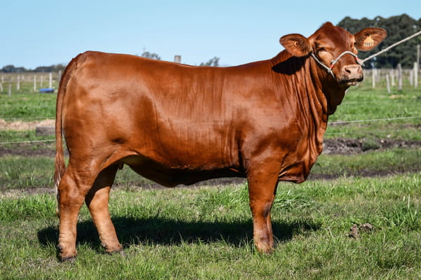 Lote "Cabaña El Tacurú" - TACURU ACORAZADO DON CIRIACO 134 TE