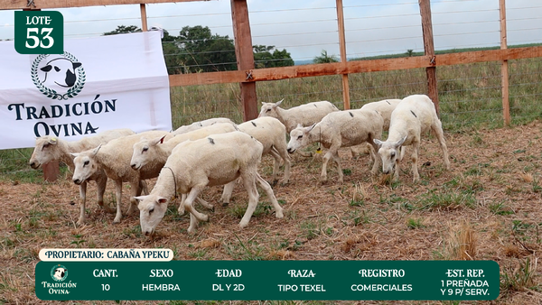 Lote LOTE 53 - POR PANTALLA