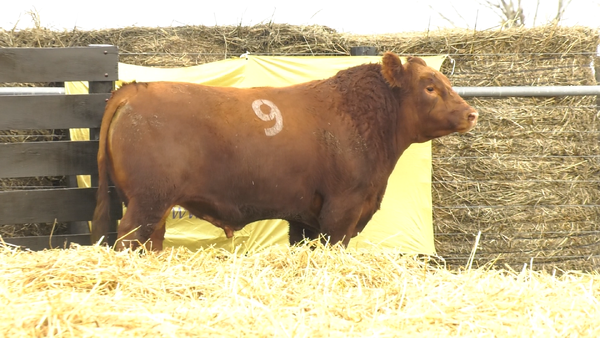 12 - 4262C* — TOROS ANGUS PURO CONTROLADO