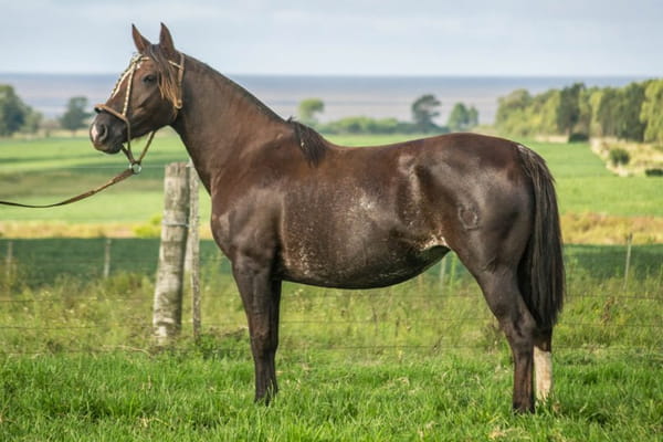 Lote CONSTANCIA NOVELERA 1311