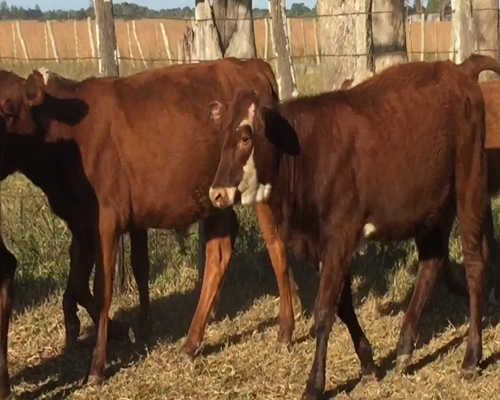 Lote 75 Terneros/as en San Miguel, Corrientes