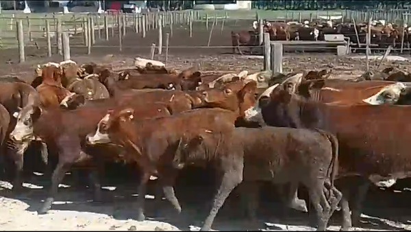 Lote 70 Terneros/as en Calchaquí, Santa Fe