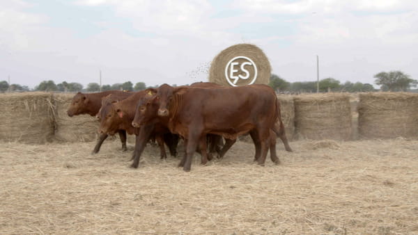 Lote Vaquillas CBO. 1 PREÑADAS