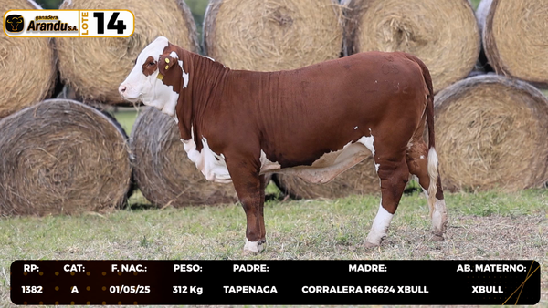 Lote LOTE 14
