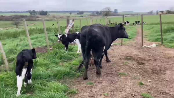 Lote 3 Vacas de Invernada KIWI 450kg - , San José