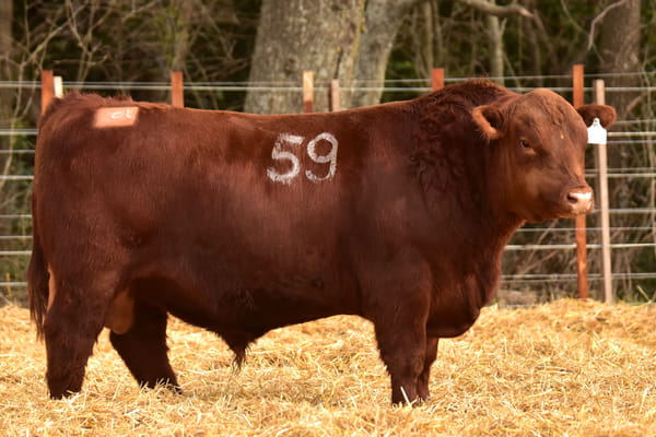 Lote TOROS ANGUS PC