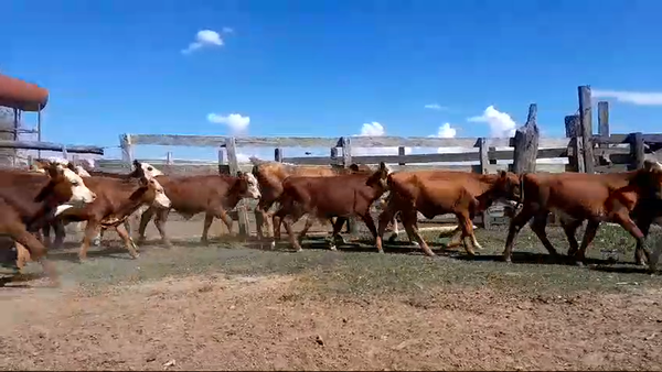 Lote 120 Terneros/as