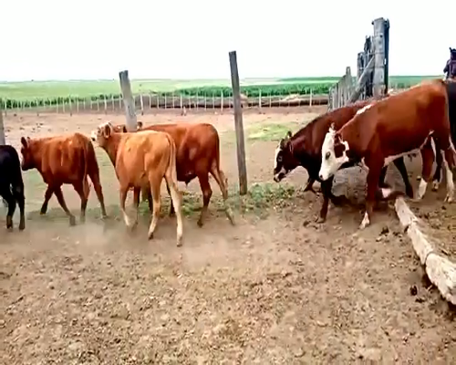 Lote 70 Terneros en La Carlota, Córdoba