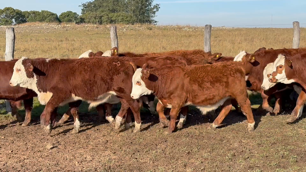 Lote 65 Terneros en Corrientes, Mercedes