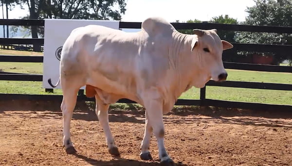 Lote LOTE 55
