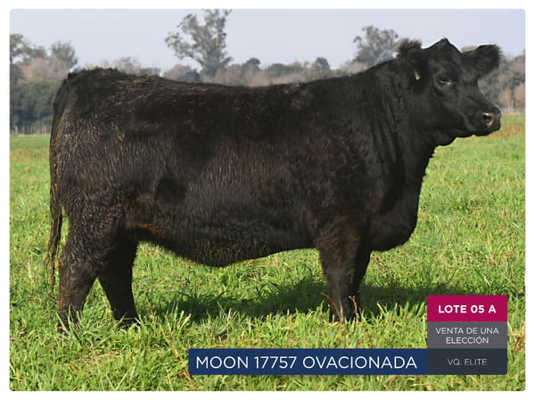 Lote RP 17757 Y 17788 - VAQUILLONAS PP ELITE VENTA DE UNA ELECCION