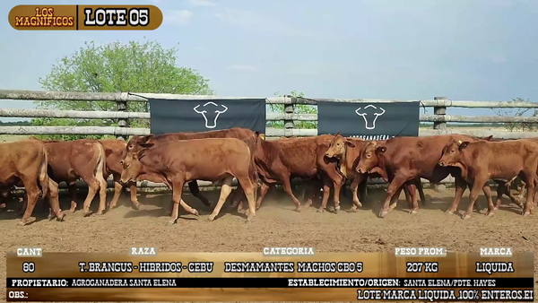 Lote LOTE 5