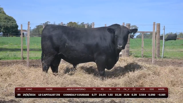 Lote Pinduca