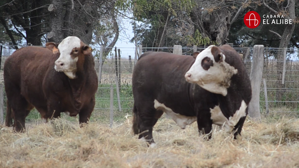 Lote BRAFORD EL ALJIBE