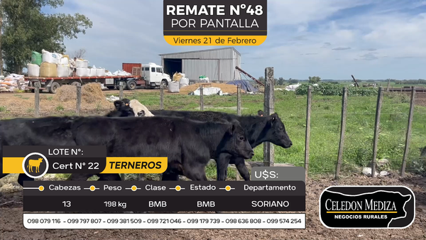 Lote 13 Terneros en Cuchilla del Perdido, Soriano