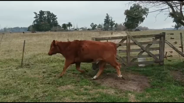 Lote 10 Vacas nuevas Preñadas en Lobos, Buenos Aires