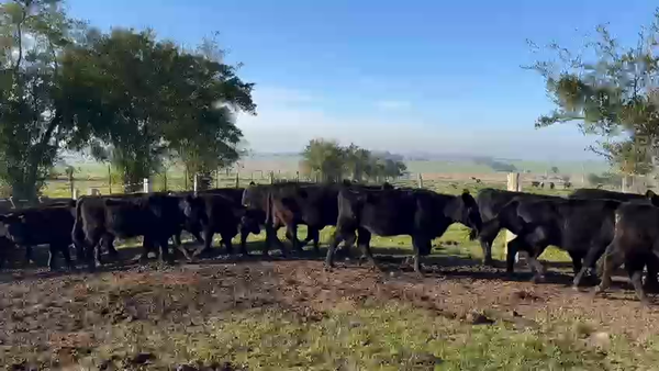Lote 48 Vaquillonas angus