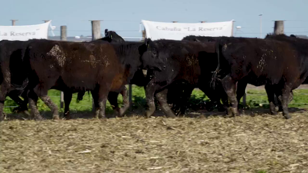 Lote Vaquillonas MAS