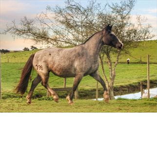 Lote SANTA GLORIA PROPUESTA