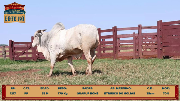 Lote LOTE 50