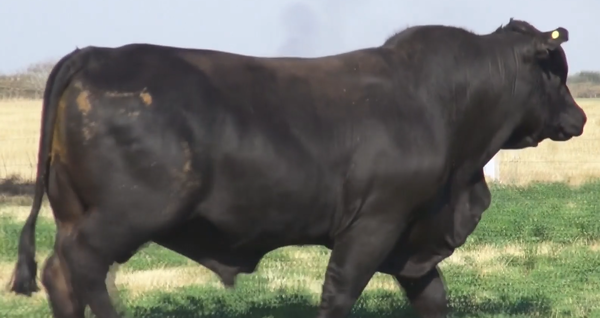 Lote TOROS(CORRAL 4)BRANGUS "CABAÑA DON TOTO"