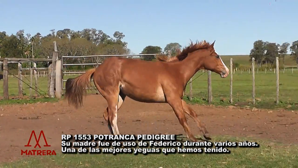 Lote MATRE KOKO PERDIDA