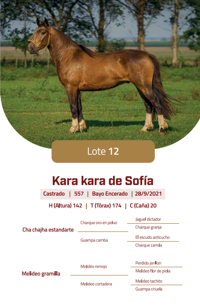 Lote LOTE 12