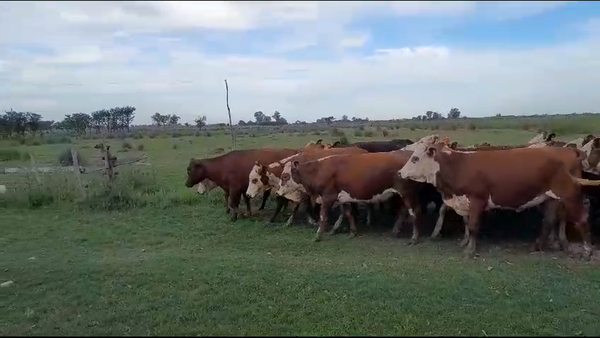 Lote 86 Vaquillonas Braford y sus cruzas en Sunchales, Santa Fe