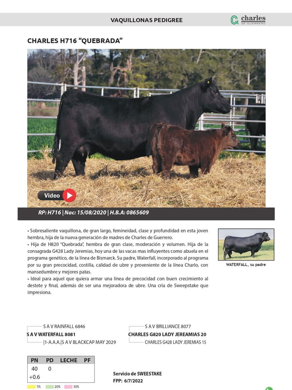 Lote VAQUILLONAS PEDIGREE