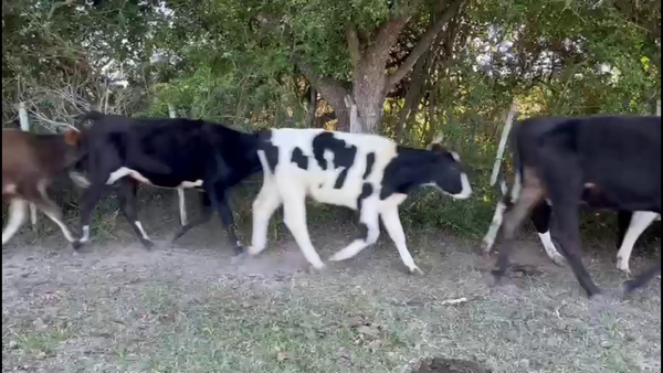 Lote TERNEROS HOLANDO